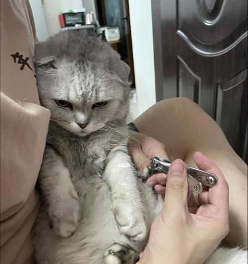 如何让猫咪自愿剪指甲？有效技巧与步骤是什么？