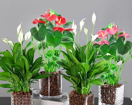 最适合室内水养的植物有哪些？如何照料它们？