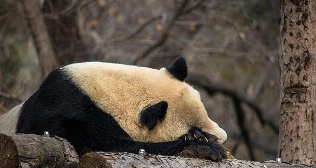 佳能拍熊猫滤镜怎么调?调整技巧是什么?