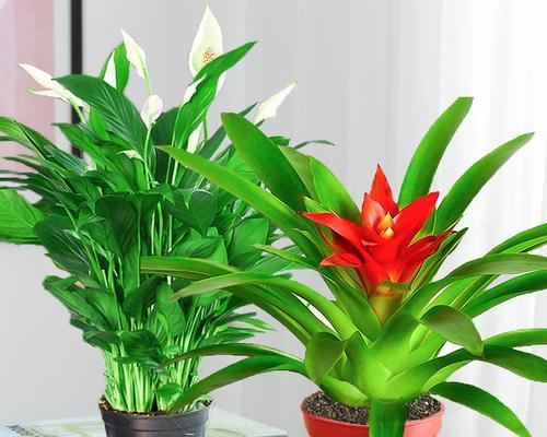 室内最适合水养植物推荐（选取简单易养的植物）