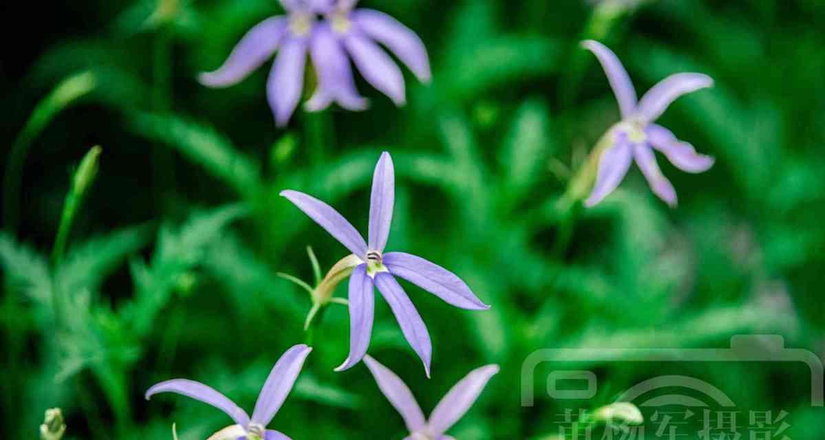 迷你世界中如何种植花朵？花朵的作用是什么？