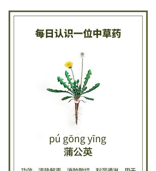 蒲公英——多功能的草本植物（探究蒲公英的作用和用途）